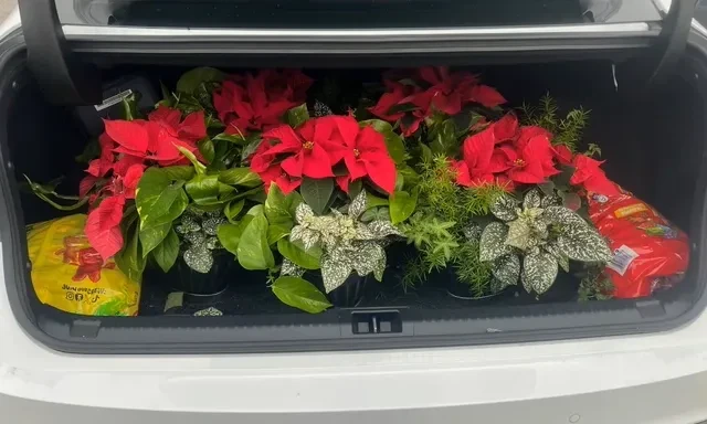 Poinsettias and holiday supplies prepared for community giving